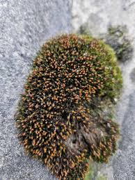 Attēlu rezultāti vaicājumam “Schistidium apocarpum macro”