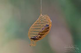 Attēlu rezultāti vaicājumam “Diprionidae cocoon”