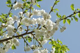 Attēlu rezultāti vaicājumam “Prunus avium flower”