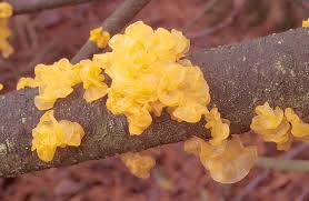 Attēlu rezultāti vaicājumam “Tremella mesenterica”