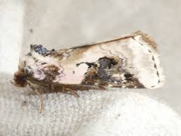 Attēlu rezultāti vaicājumam “Pseudeustrotia candidula”