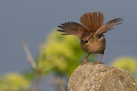 Attēlu rezultāti vaicājumam “Troglodytes troglodytes”