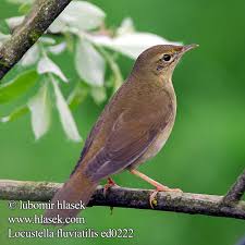 Image result for Locustella fluviatilis