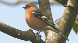 Attēlu rezultāti vaicājumam “Fringilla coelebs”