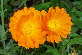 Attēlu rezultāti vaicājumam “Calendula officinalis”