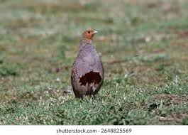 Attēlu rezultāti vaicājumam “Perdix perdix adult”