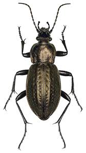 Attēlu rezultāti vaicājumam “Carabus arcensis”