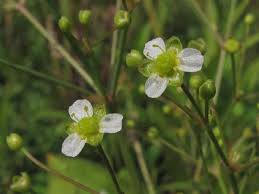 Attēlu rezultāti vaicājumam “Alisma gramineum flower”