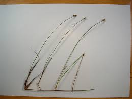 Attēlu rezultāti vaicājumam “Carex chordorrhiza”