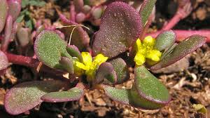 Attēlu rezultāti vaicājumam “Portulaca oleracea”