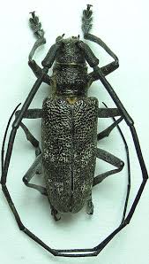 Attēlu rezultāti vaicājumam “Monochamus galloprovincialis”