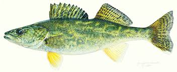 Image result for Sander canadensis/vitreus