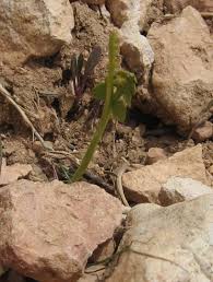 Attēlu rezultāti vaicājumam “Botrychium lunaria”