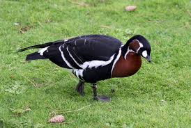 Attēlu rezultāti vaicājumam “Branta ruficollis adult”