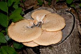 Attēlu rezultāti vaicājumam “Polyporus squamosus”