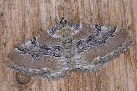 Attēlu rezultāti vaicājumam “Hydria cervinalis”