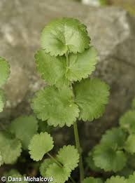 Image result for Pimpinella saxifraga