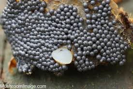 Attēlu rezultāti vaicājumam “Cribraria splendens spores”