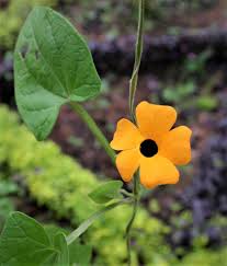 Image result for Thunbergia alata