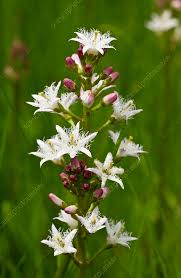 Attēlu rezultāti vaicājumam “Menyanthes trifoliata flower”