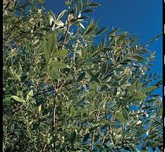 Attēlu rezultāti vaicājumam “Fraxinus excelsior Pendula female flower”