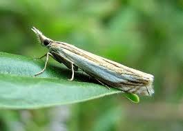 Attēlu rezultāti vaicājumam “Crambus silvella”