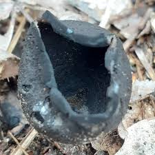 Attēlu rezultāti vaicājumam “Urnula craterium”