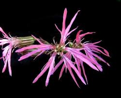 Attēlu rezultāti vaicājumam “Lychnis flos-cuculi flower”