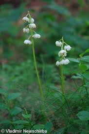 Attēlu rezultāti vaicājumam “Pyrola media”