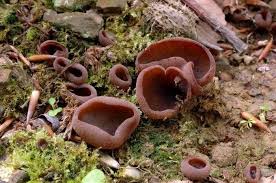 Attēlu rezultāti vaicājumam “Peziza badia”