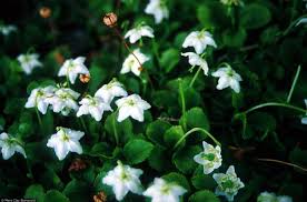Attēlu rezultāti vaicājumam “Pyrolaceae”
