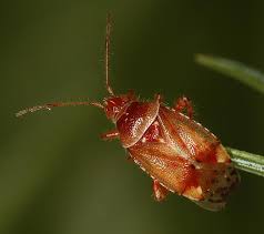 Attēlu rezultāti vaicājumam “Alloeotomus sp.”