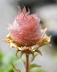 Attēlu rezultāti vaicājumam “Geum urbanum flower”
