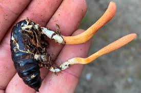 Attēlu rezultāti vaicājumam “Cordyceps polyarthra”
