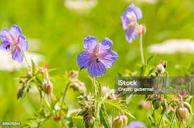 Attēlu rezultāti vaicājumam “Geranium palustre flower”