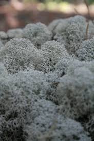 Attēlu rezultāti vaicājumam “Cladonia stellaris”