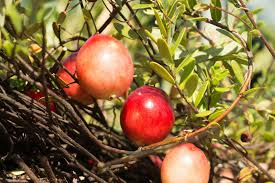 Attēlu rezultāti vaicājumam “Carlina biebersteinii fruit”