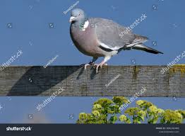 Attēlu rezultāti vaicājumam “Columba palumbus adult”