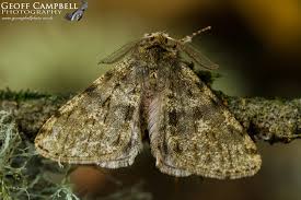 Attēlu rezultāti vaicājumam “Phigalia pilosaria”