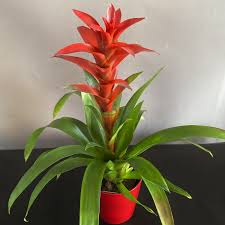 Картинки по запросу гусмания