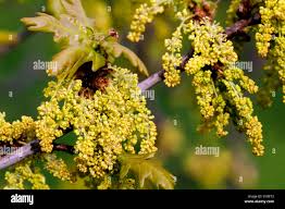 Attēlu rezultāti vaicājumam “Quercus robur male flower”