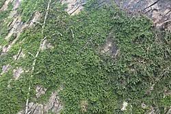 Attēlu rezultāti vaicājumam “Porella platyphylla macro”