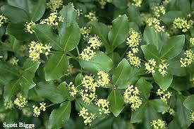 Attēlu rezultāti vaicājumam “Euonymus flower”