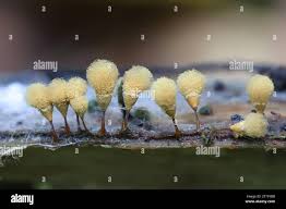 Attēlu rezultāti vaicājumam “Hemitrichia calyculata stalked”