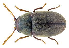 Attēlu rezultāti vaicājumam “Priobium carpini”