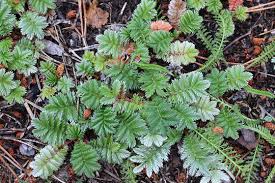 Attēlu rezultāti vaicājumam “Argentina anserina leaf”
