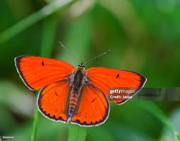 Attēlu rezultāti vaicājumam “Lycaena dispar”