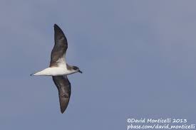 Image result for Pterodroma feae