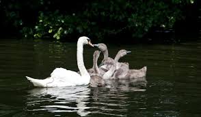 Image result for Sussex Swans