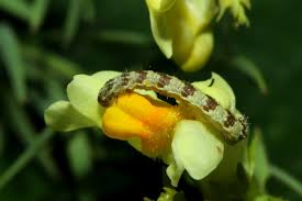 Attēlu rezultāti vaicājumam “Eupithecia linariata”